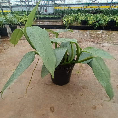 Philodendron Silver Wings