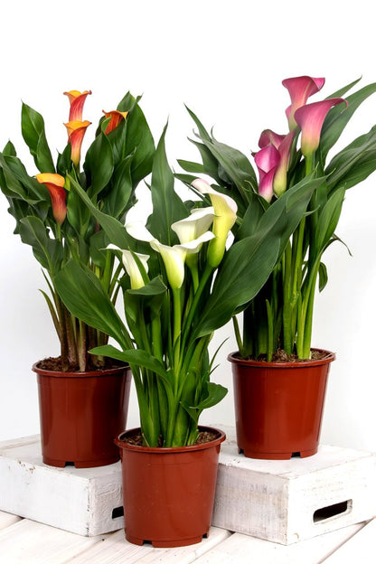 Zantedeschia (Calla Lily)